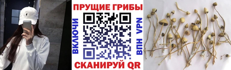 цена   Усолье-Сибирское  Галлюциногенные грибы Psilocybine cubensis 